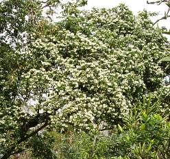 Tree in flower