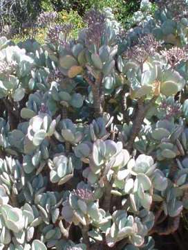 Crassual arborescens