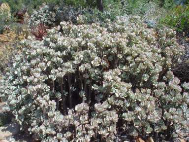Crassula arborescens
