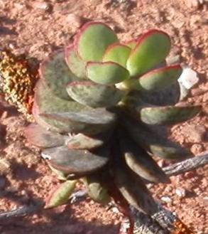 Crassula atropupurea