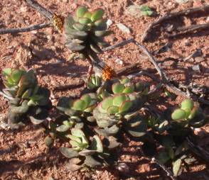 Crassula atropurpurea