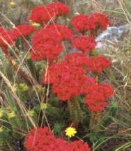 Crassula coccinea