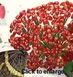 Crassula coccinea in Marloth's Flora of SA