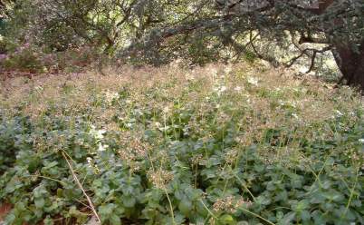 Growing in shade at Kirstenbosch