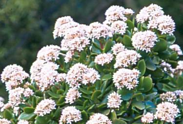 A mass of pink flowers