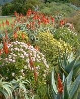 Flowering with aloes in Kirstenbosch