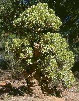 Stout stem- specimen in Baviaanskloof