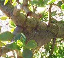 Wasp or hornet's nest attached to stem