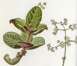 Image of C.streyi  from Flowering Plants of Africa.