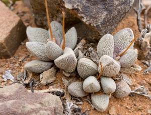Crassula tecta at Montagu