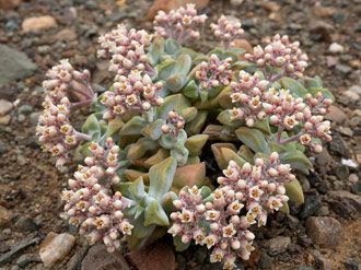 Crassula deltoidea Tanqua Karoo form 