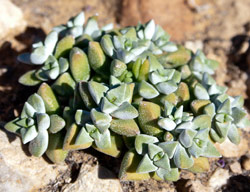 Crassula deltoidea Tanqua Karoo form