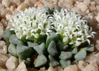 Crassula mesembrianthemopsis plants growing in quartzite soil