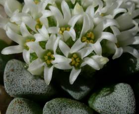 Crassula mesembrianthemopsis infloresence