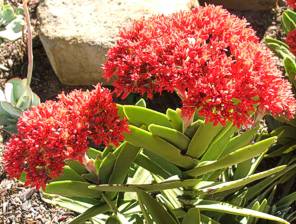Crassula perfoliata var. coccinea flowering at Kirstenbosch in the Mathews Rockery