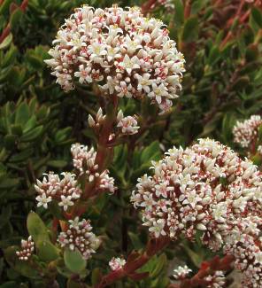 Crassula rubricaulis flowers