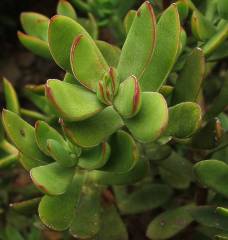 Crassula rubricaulis leaves