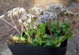 Crassula socialis pot plant