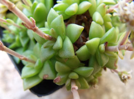 Crassula socialis rosettes