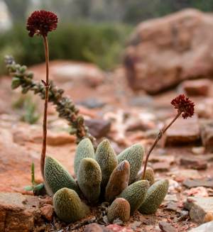 Crassula tecta with old inflorescence