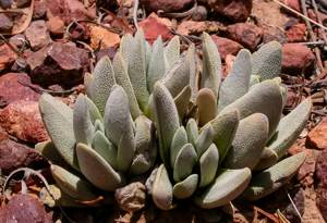  Crassula tecta at Uniondale 