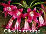Crinum graminicola