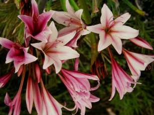 Crinum bulbispermum