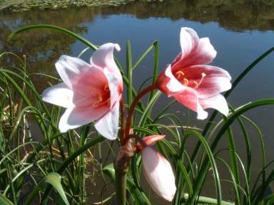 Crinum campanulatum