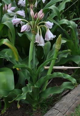 Undulating leaf margins