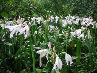 Crinum moorei