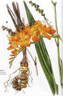 As illustrated by Auriol batten in the reference listed below. Copyright A Batten