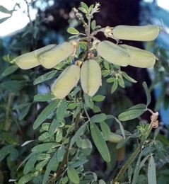 Crotalaria natalitia var. natalitia leaves and pods 