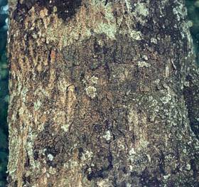 C. sylvaticus bark Photo: G. Nichols