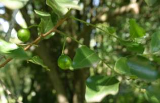 Leaves and green fruits