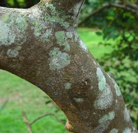 Bark: Image Geoff Nichols