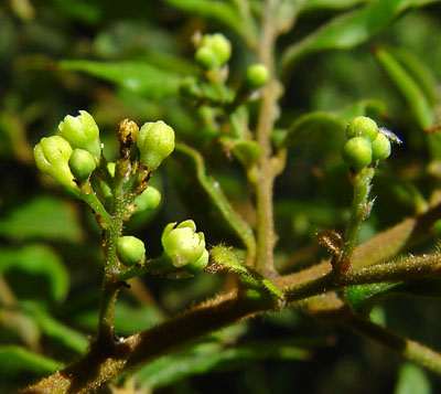 Flowers: Copyright Geoff Nichols