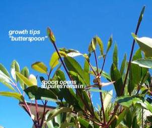Stipules forming "butterspoon"