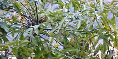 Leaves: Photo G Nichols