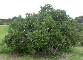 Growing in the garden