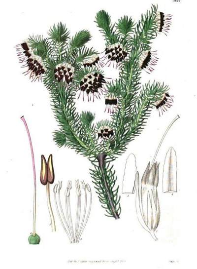 Simms illustrated in Curtis Botanical mMgazine