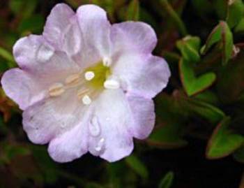 Flower:Image Paul Linder