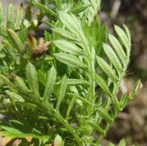 Hairy leaves. Image N van Berkel