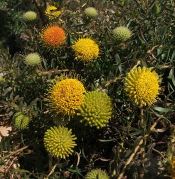 Leucospermum prostratum