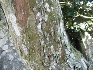 Fissured bark