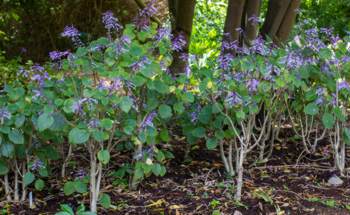 Flowering in the shade