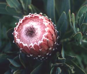 Protea magnifica