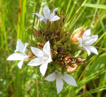 Inflorescence, showing white flowers